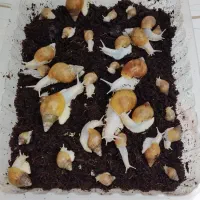 حلزون آچاتینا