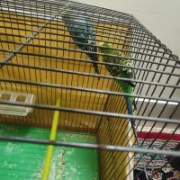 مرغ عشق|پرنده|خمینی‌شهر, |دیوار