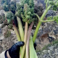 ریواس تازه و آب دار امروز