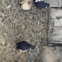 کفتر|پرنده|کوار, |دیوار