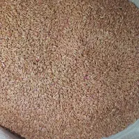 گندم بوجاری