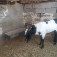 فروش پازن خارجی اصل دماغ طوطی