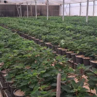 یک قطعه زمین و گلخانه ۱۳۰۰ متری طرح اسپانیایی|فروش دفتر صنعتی، کشاورزی، تجاری|پاکدشت, پاکدشت (مامازند)|دیوار