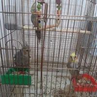 سلام ۳عدد تا عروس هلندی