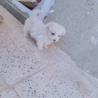 سگ پاکوتا|سگ|کبودرآهنگ, |دیوار