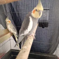 عروس هلندی مولد با وسایل|پرنده|پاکدشت, پاکدشت (مامازند)|دیوار