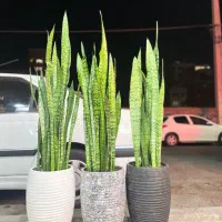 سانسوریا سبز و ابلغ گل آپارتمانی