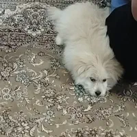 توله پامرانین|سگ|اسفراین, |دیوار