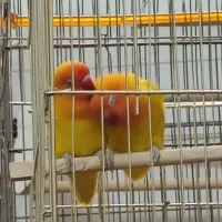 جفت طوطی کوتوله فیشر طلایی|پرنده|مشهد, شهید فرامرز عباسی|دیوار