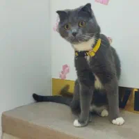 استخدام کارمندکارگر آقا خانم شیفت صبح پانسیون گربه