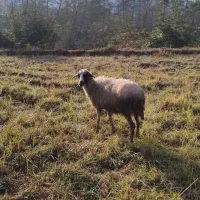 گوسفند ماده۶تا|حیوانات مزرعه|املش, |دیوار