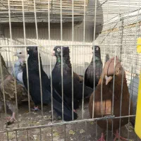 فروش ویژه سرخ .قهوه ای و.  زاغ واکسی نژاد خالص