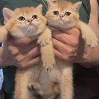 توله گربه بریتیش گلد ماده