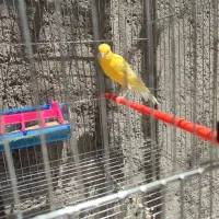 قناری نر پا بلند