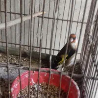 سهره نر، بخوان|پرنده|اردبیل, |دیوار