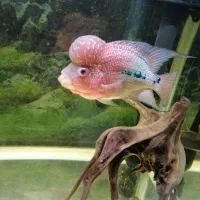 آکواریوم ماهیران. آکوا. دلسا و فلاور|ماهی|ری, شهرری|دیوار