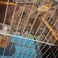 قناری نر|پرنده|رامیان, |دیوار