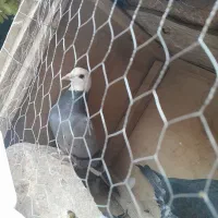 کفتر نر دورگه اصل مسافتی و یک کفتر پرشی