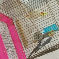 عروس هلندی جفت حراج