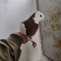 کبوتر