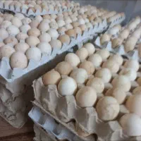 تخم مرغ بومی (محلی)