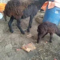 بزغاله نر گوسفند بابره نر|حیوانات مزرعه|قرق, |دیوار