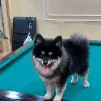 سگ پامرین بلک اندتن اصیل|سگ|کهریزک, |دیوار