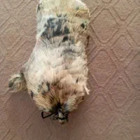 خیگ جا روغن|ظروف نگهدارنده، پلاستیکی، یک‌بارمصرف|شوشتر, |دیوار