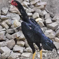 خروس لاری اشامو