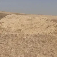 کاه گندم