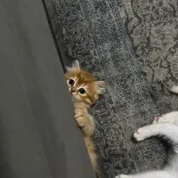 دوماهه نر نژاد بریتیش