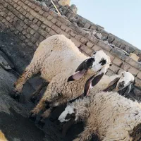 بره مری