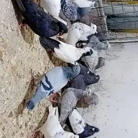 کبوتر رنگی دمبی طوقی عروس هلندی مرغ عشق فنچ قناری|پرنده|دهدشت, |دیوار