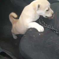 سگ پاکوتاه.. شیتزو