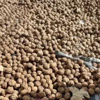 گردو  درجه یک  کوهستان