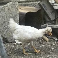 خروس و مرغ محلی / رسمی و اردک باغستان شهریار|حیوانات مزرعه|شهریار, شهریار|دیوار