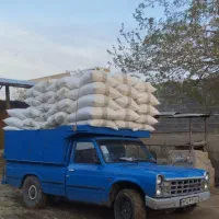 سبوس گندم دامی