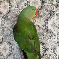 شاه طوطی نر|پرنده|مراغه, |دیوار