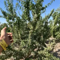 پخش نهال بادام فرانیس یکساله فقط۵۰ تومان