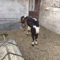 یک عدد نربز پاکستانی|حیوانات مزرعه|اسلامشهر, شهرک واوان|دیوار