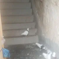 فروش پرنده خانگی کبوتر طوقی 8 عدد|پرنده|مسجد سلیمان, |دیوار