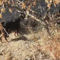 بز بزغاله گوسفند بره|حیوانات مزرعه|هشتگرد, ایقربلاغ|دیوار