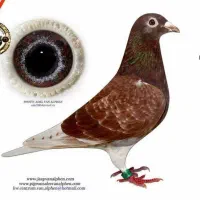 پلاکی استعلام پلاک