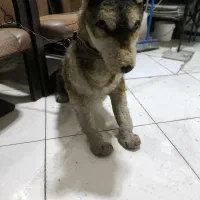 سگ نگهبان خاص|سگ|تهران, دریاننو|دیوار