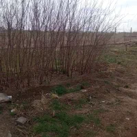 نهال زرد آلو