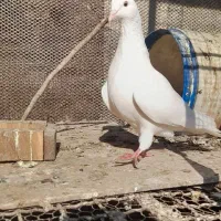 کبوتر پرشی|پرنده|علیآباد کتول, |دیوار