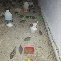 خروس و تعدادی بلدرچین|حیوانات مزرعه|حمیدیا, |دیوار