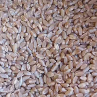 با سلام فروش بذر گندم|گل و گیاه طبیعی|رزن, |دیوار