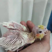 جوجه عروس لوتینو سرلاکی