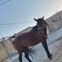 اسب سرحال